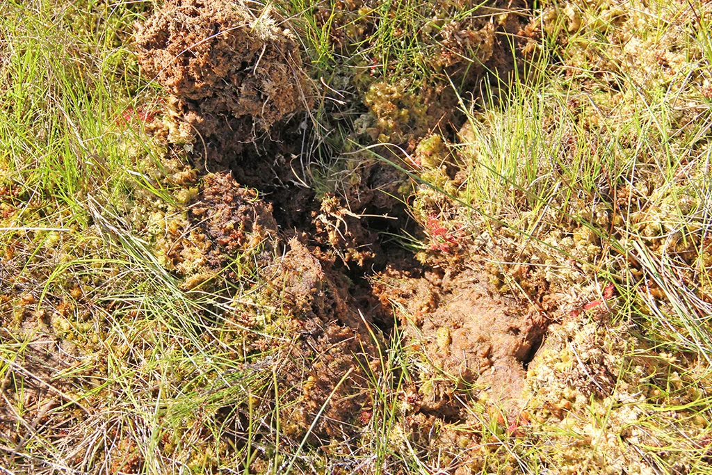 Här har älgen gått. När älgen går i sanka miljöer som mossar och myrar använder den även sina spenar (även kallade siklarna eller biklarna). Det är de två mindre, outvecklade klövarna som sitter en bit upp på baksidan av benet. De fungerar som ett extra stöd för att förhindra att djuret sjunker ner för djupt.
